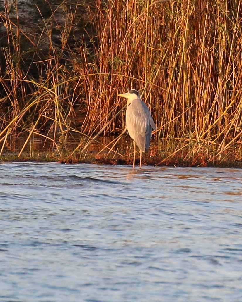 Gray Heron - ML608456600