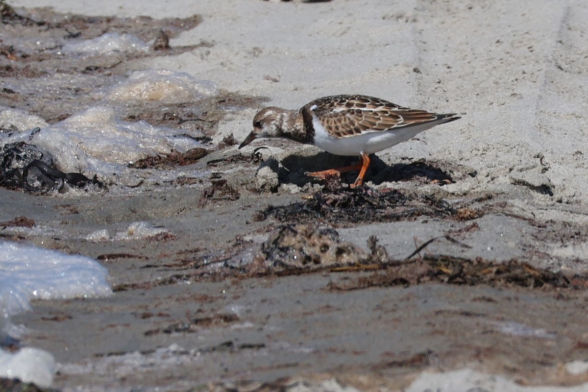 Ruddy Turnstone - ML608456667