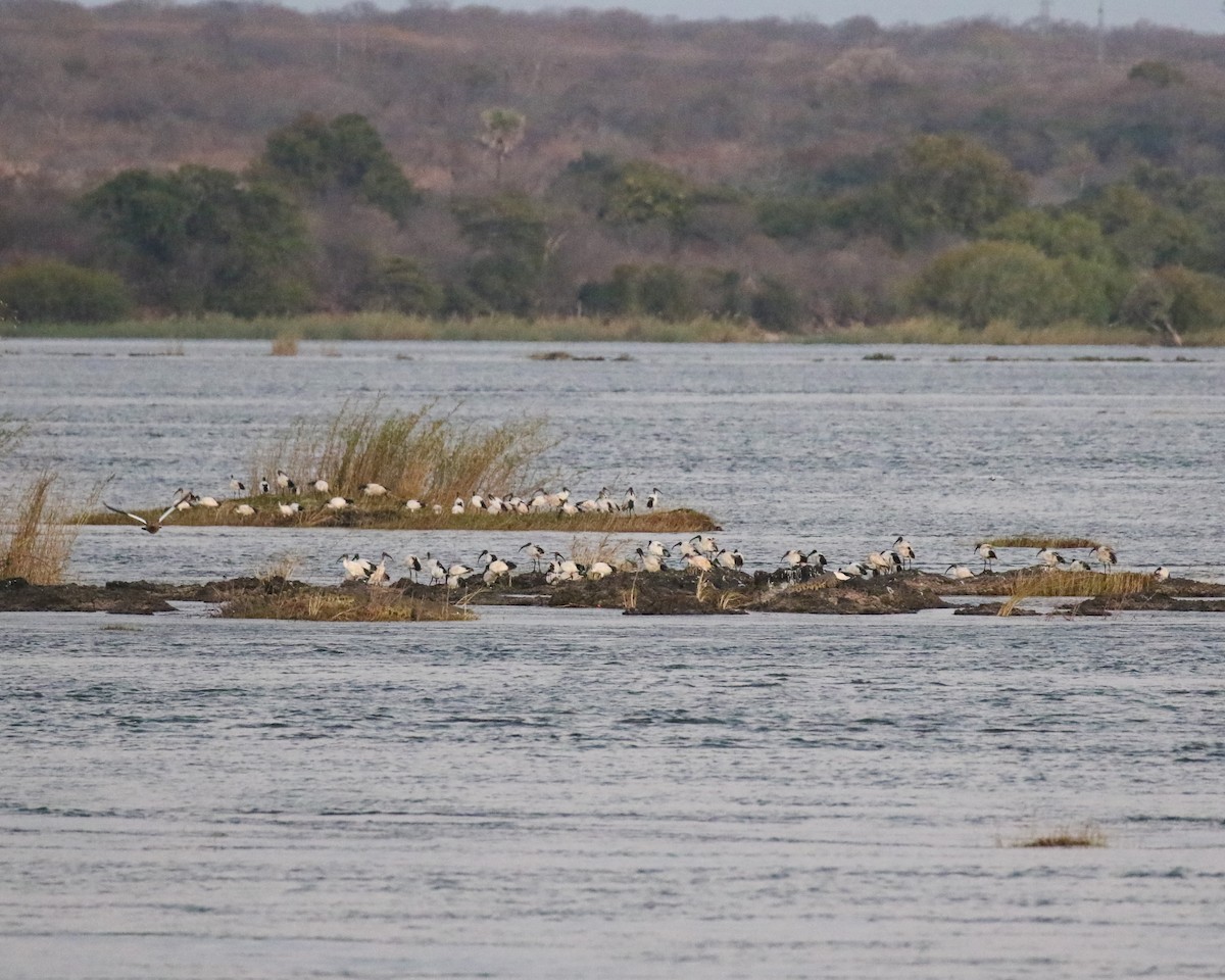 African Sacred Ibis - ML608456670