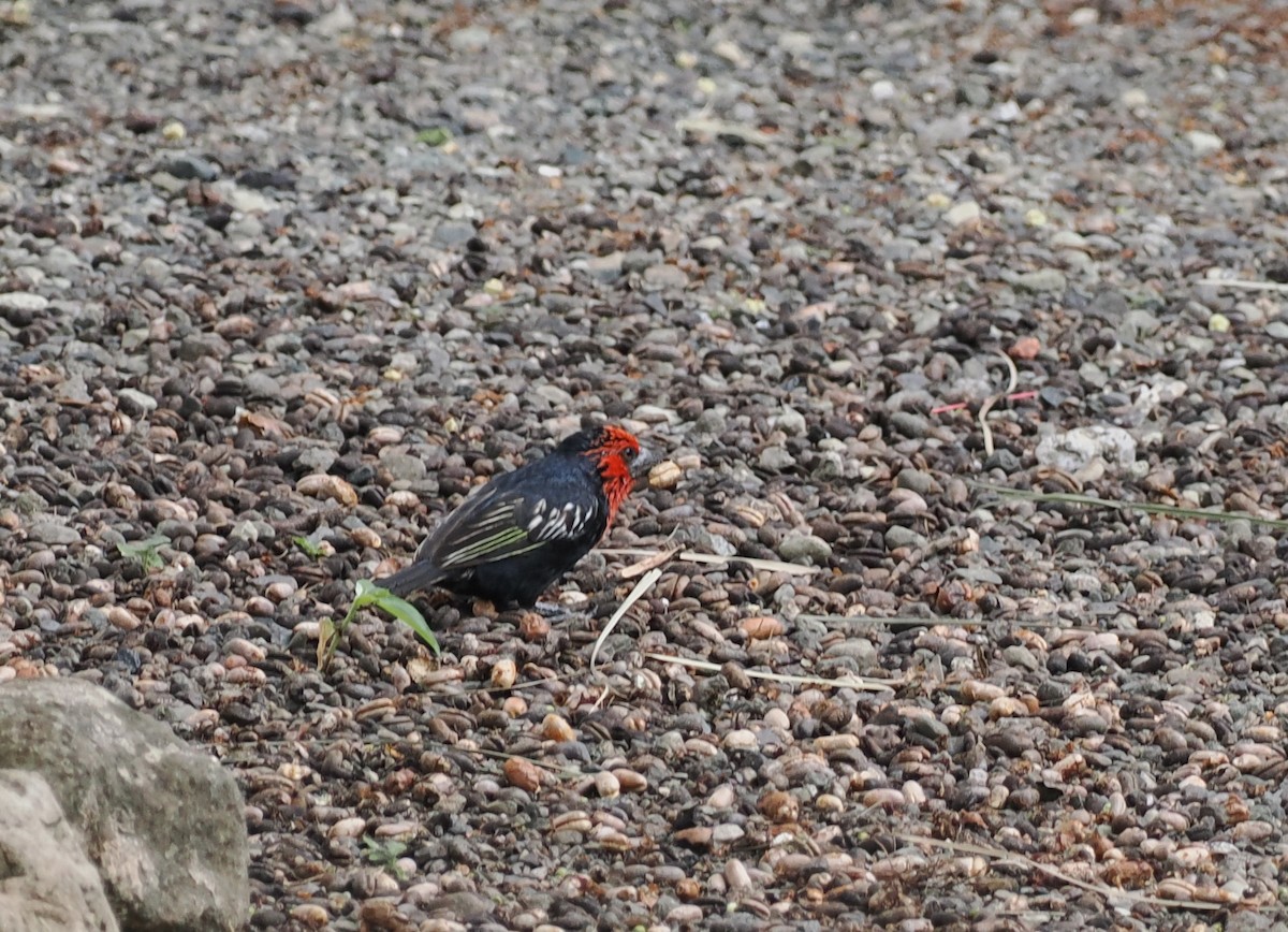 Purpurmasken-Bartvogel - ML608456685