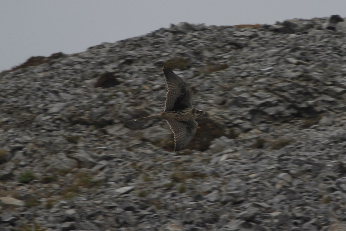 Prairie Falcon - ML608456700