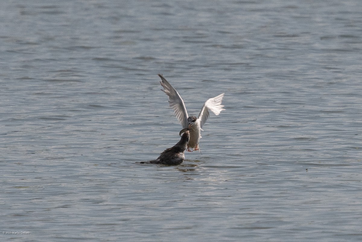 Forster's Tern - ML608456811