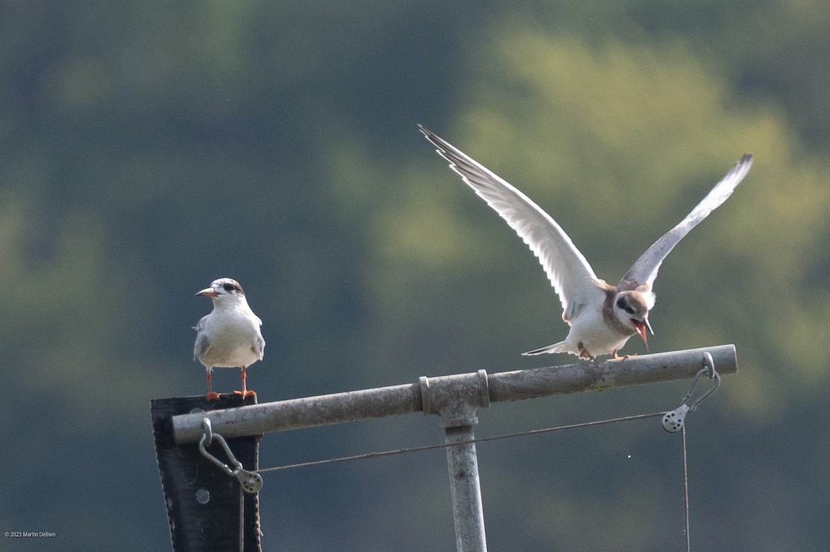 Forster's Tern - ML608456812