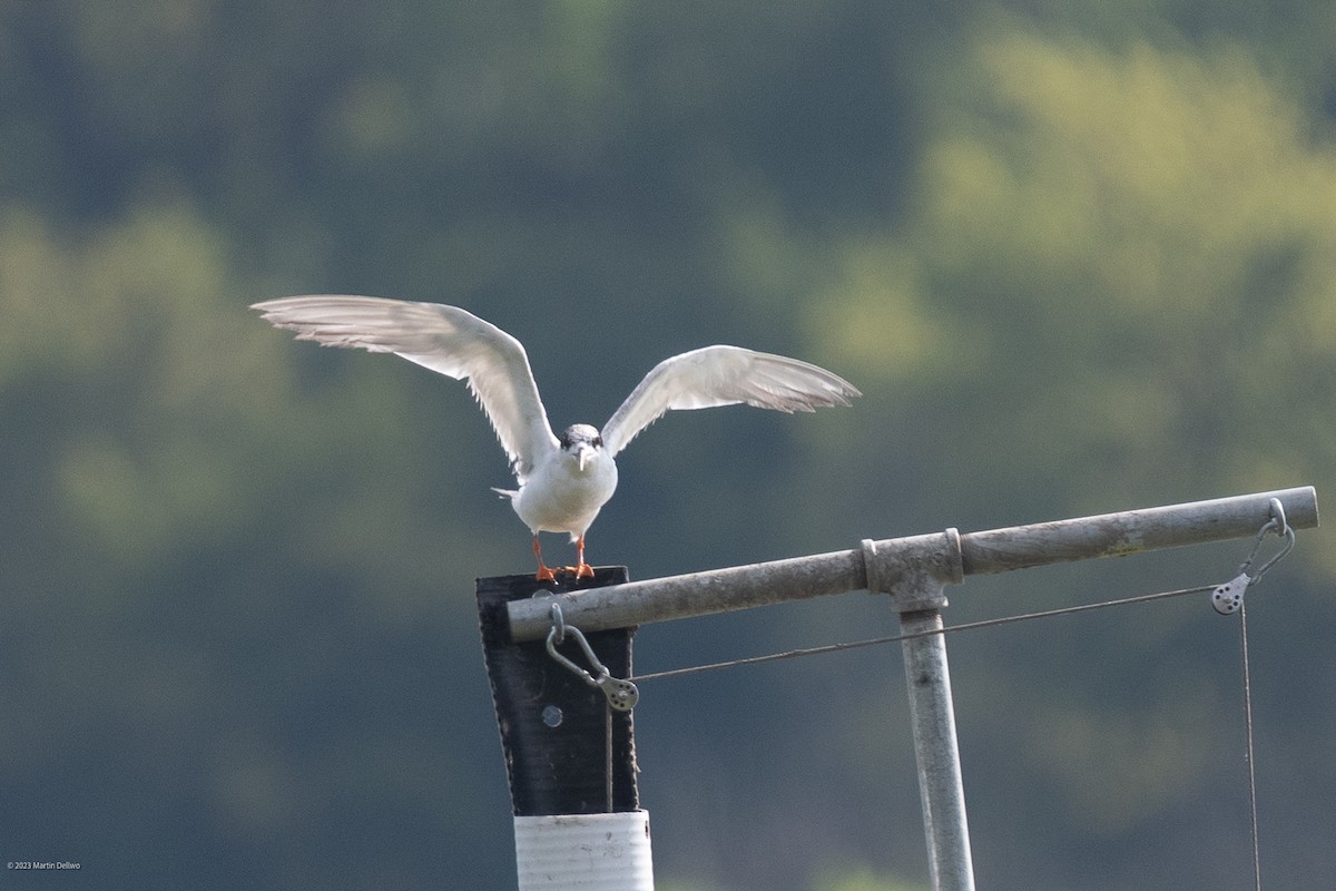 Forster's Tern - ML608456813