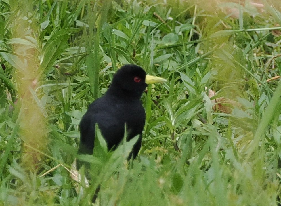 Black Crake - ML608456828