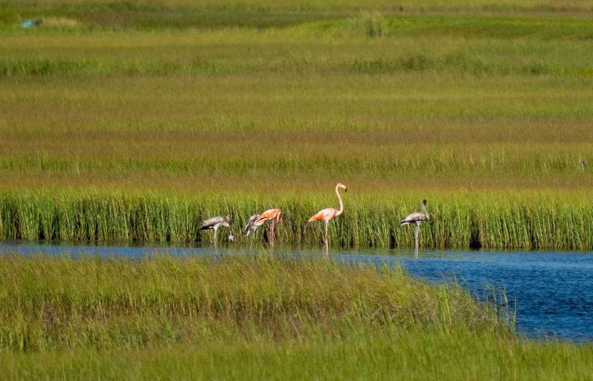 American Flamingo - ML608456859