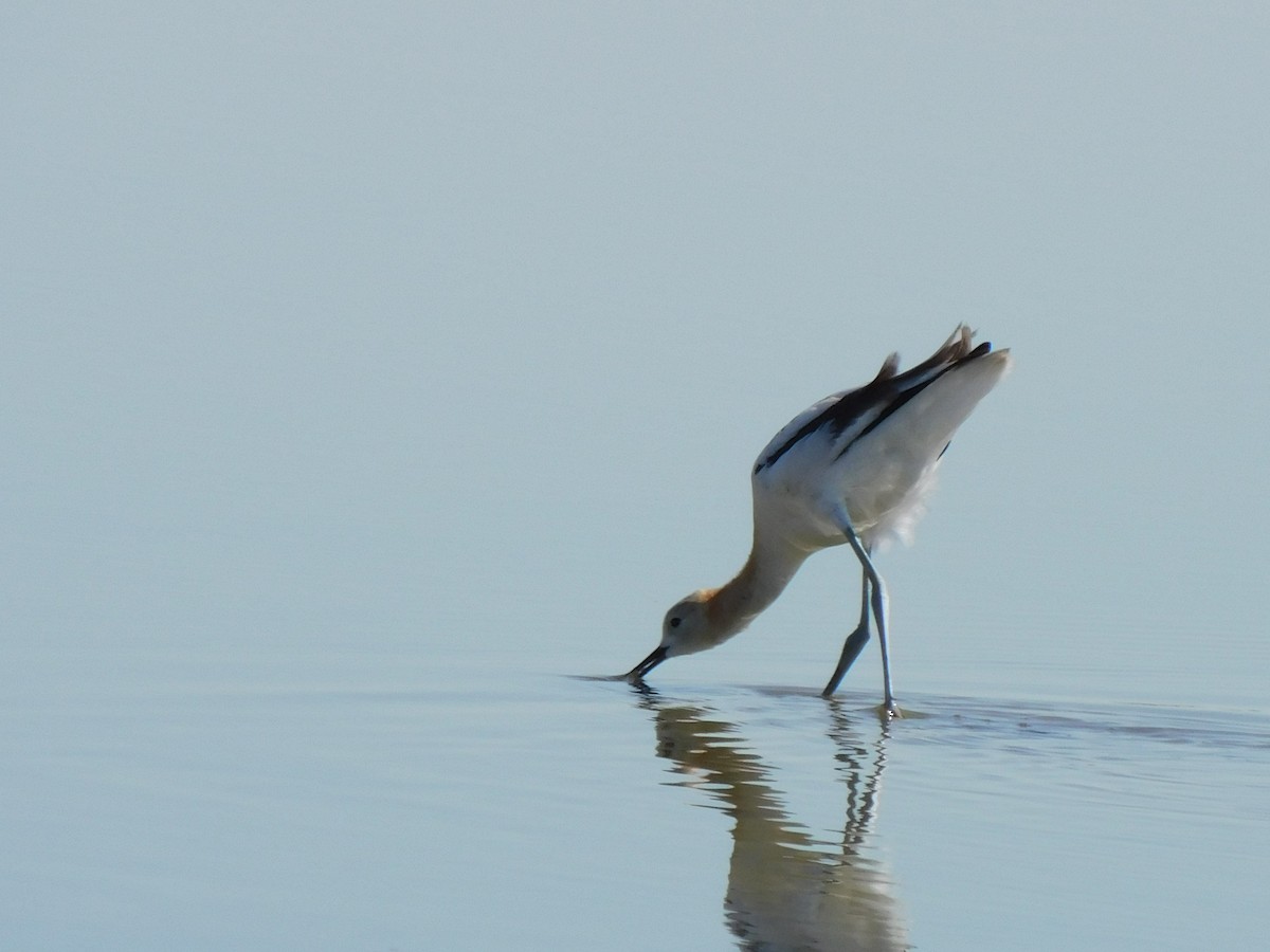 American Avocet - ML608456897