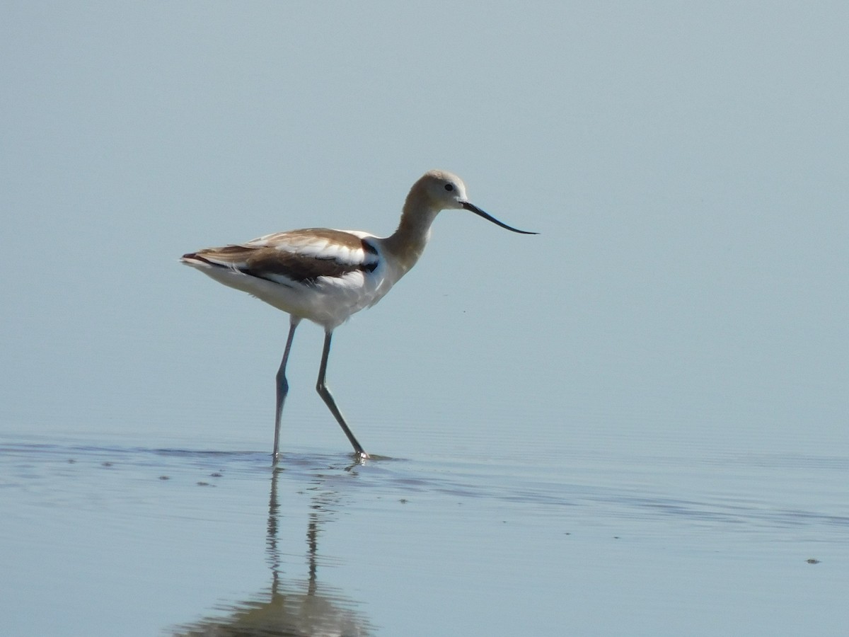 American Avocet - ML608456909