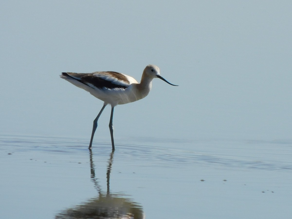 Avocette d'Amérique - ML608456939