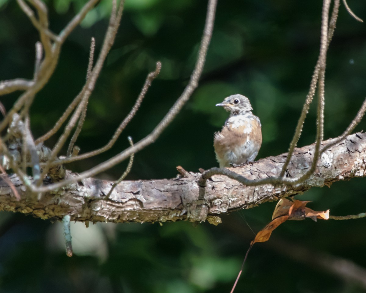 Eastern Bluebird - ML608456950