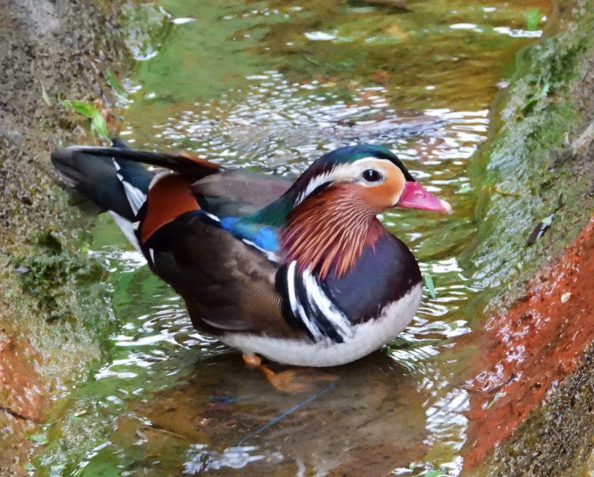 Mandarin Duck - ML608457040