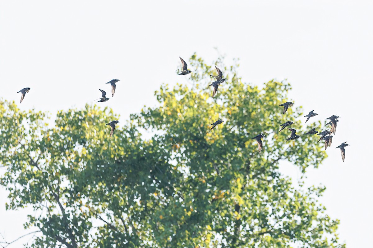 American Golden-Plover - ML608457080