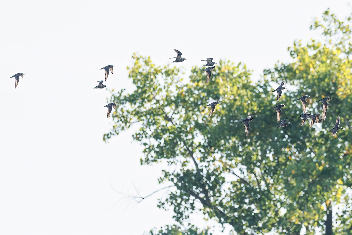 American Golden-Plover - ML608457083