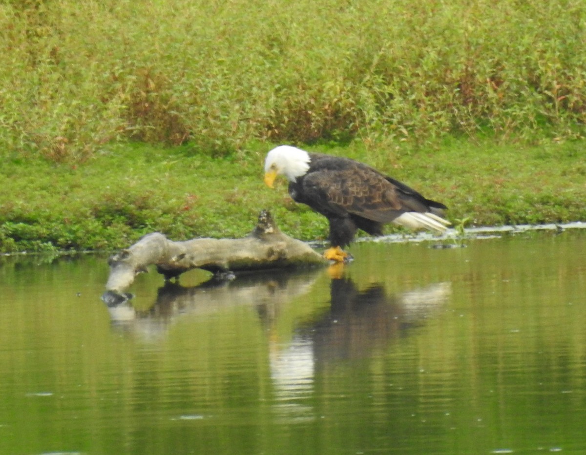 Weißkopf-Seeadler - ML608457104