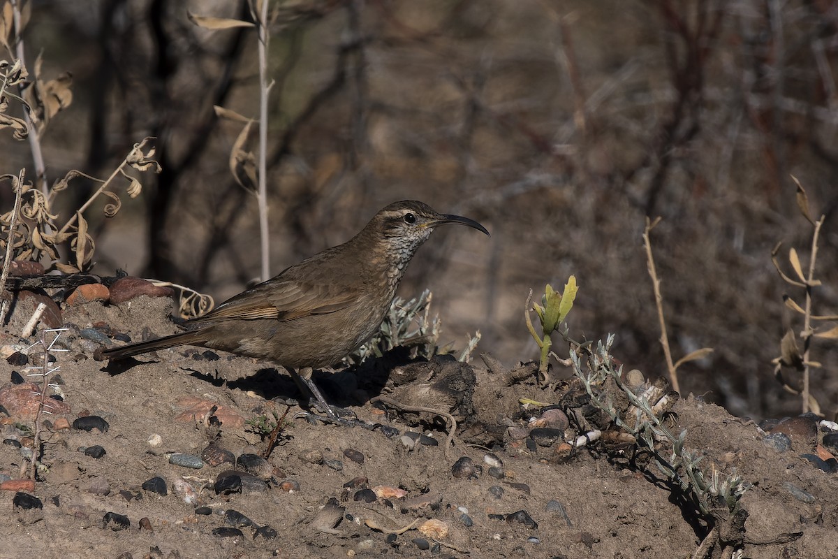 ウロコカマハシカマドドリ - ML608457121