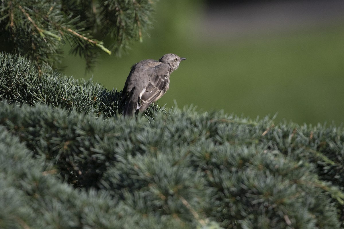 Northern Mockingbird - Heather Wolf