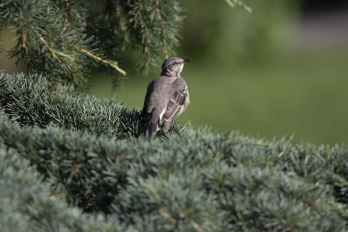 Northern Mockingbird - Heather Wolf