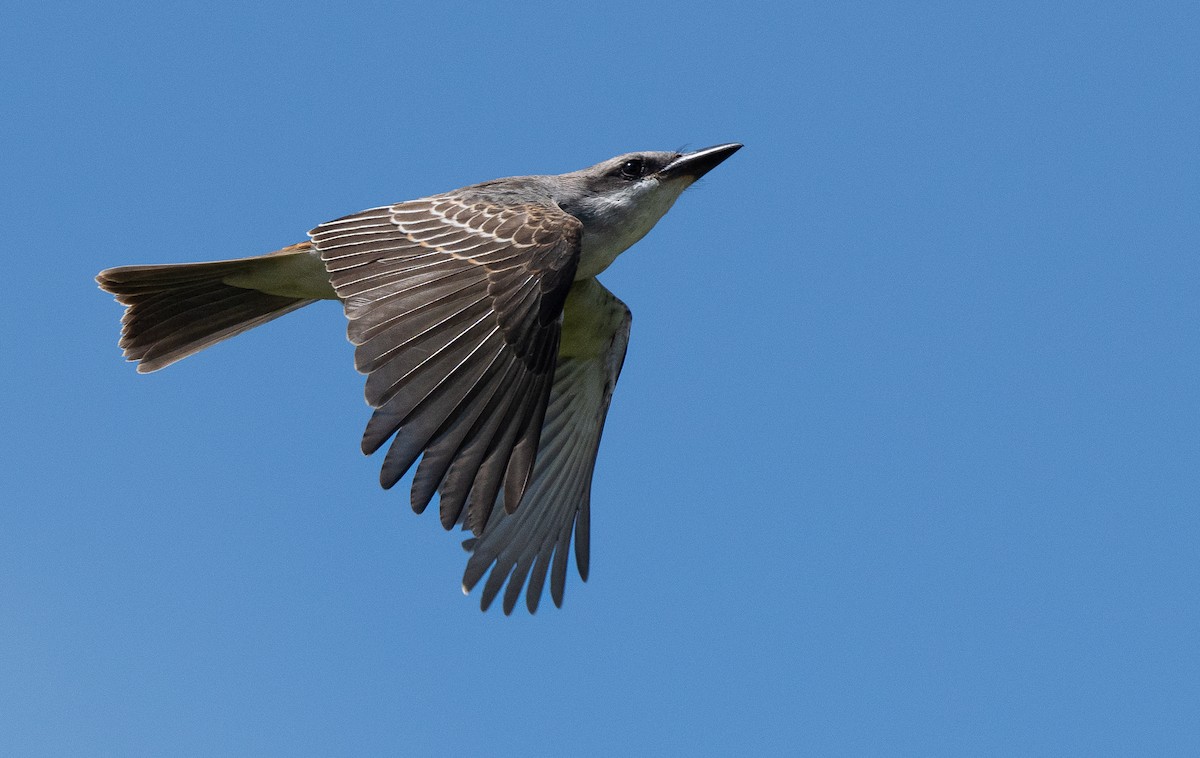 Gray Kingbird - ML608457194