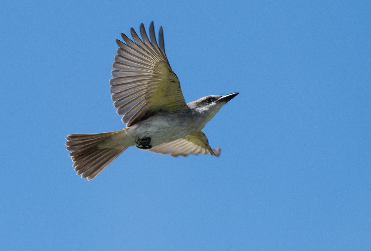 Gray Kingbird - ML608457195