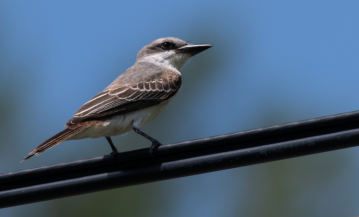 Gray Kingbird - ML608457196