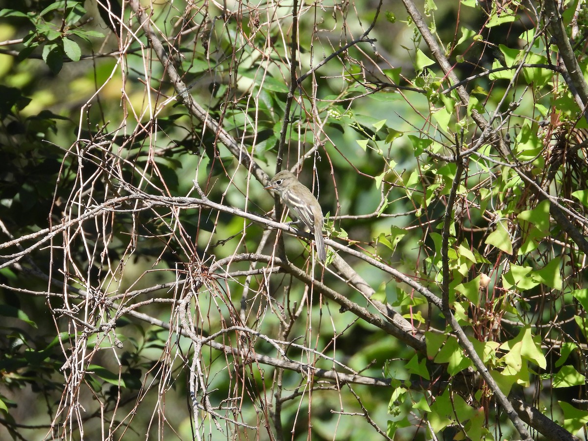 Least Flycatcher - Robin M