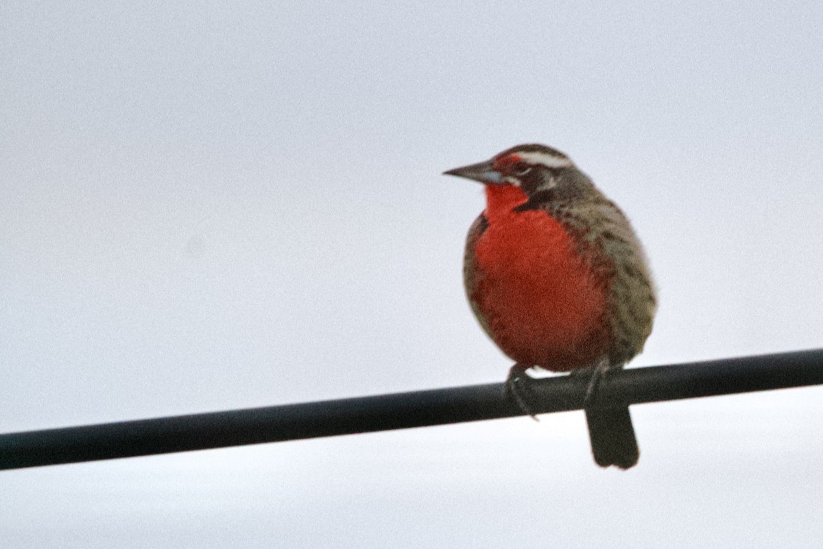 Long-tailed Meadowlark - ML608457291