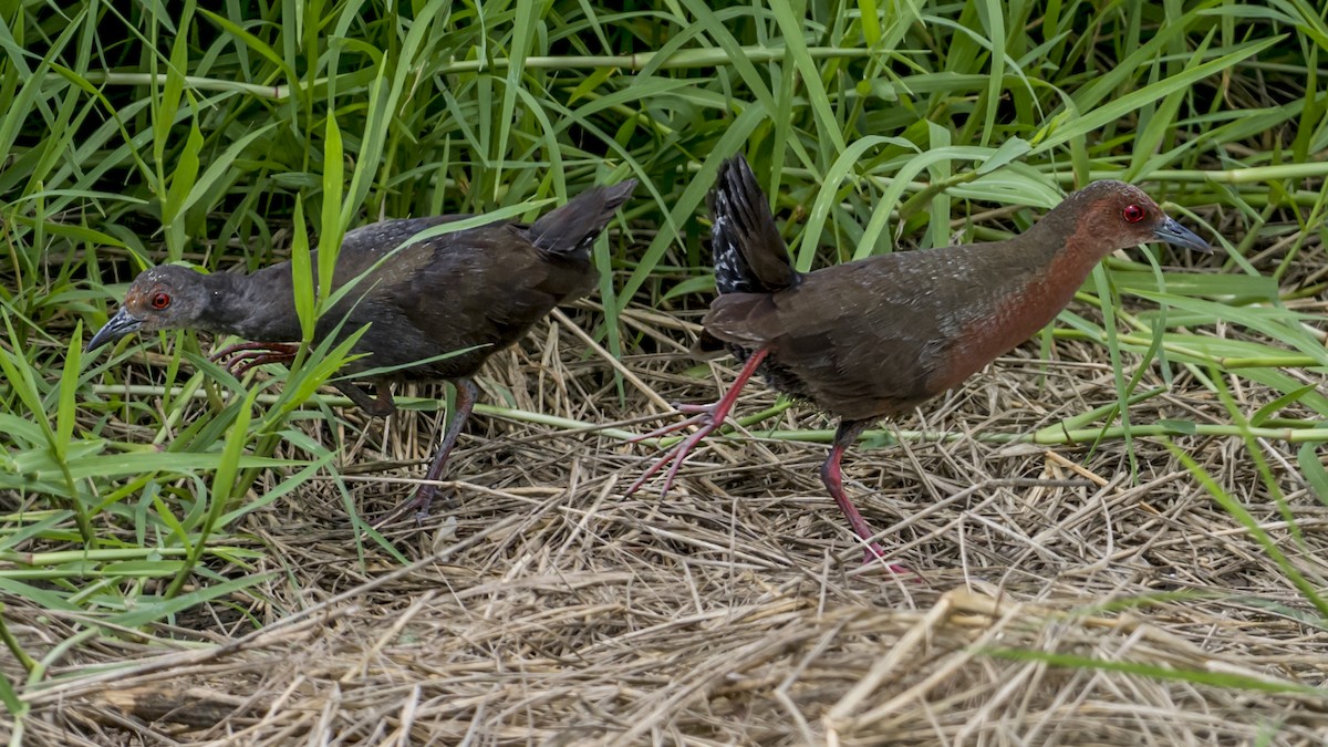 Ruddy-breasted Crake - Adrian Moss