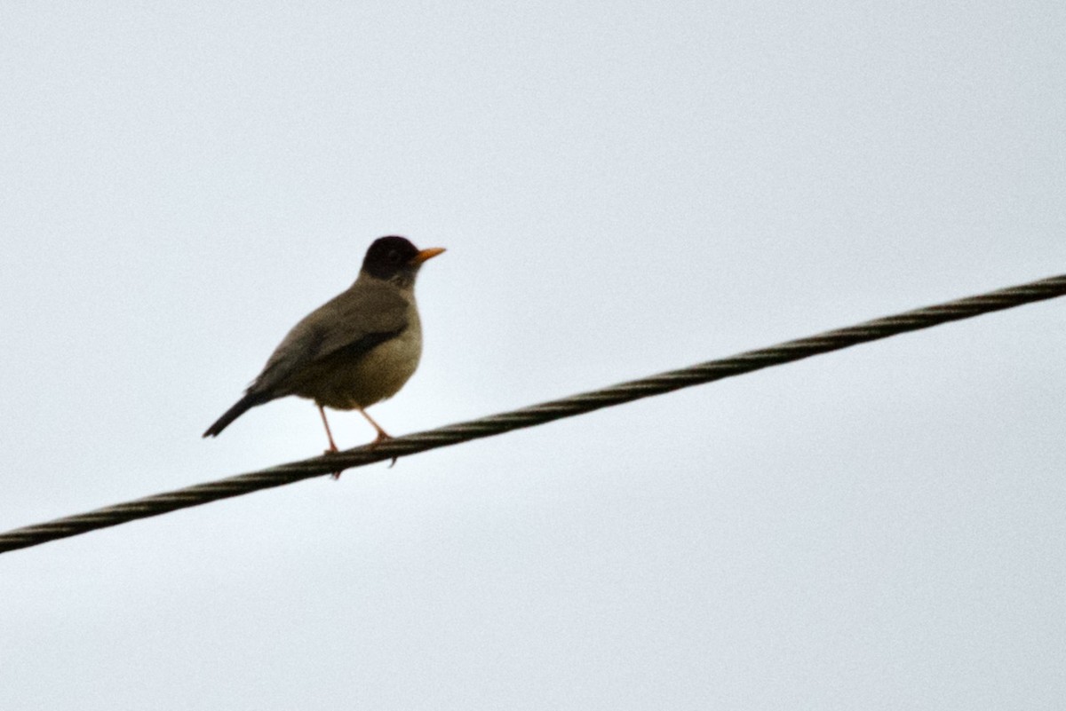 Austral Thrush - David Nowell