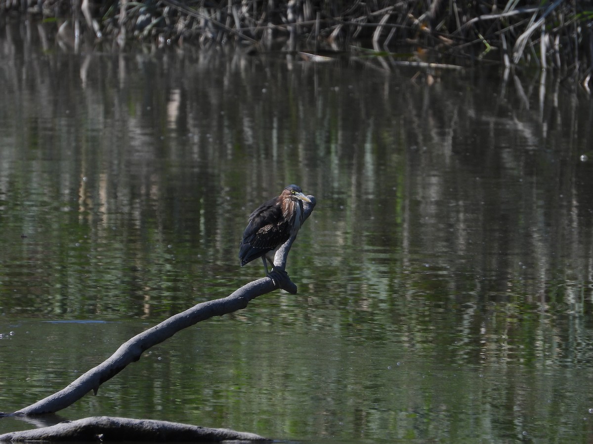 Green Heron - ML608457740