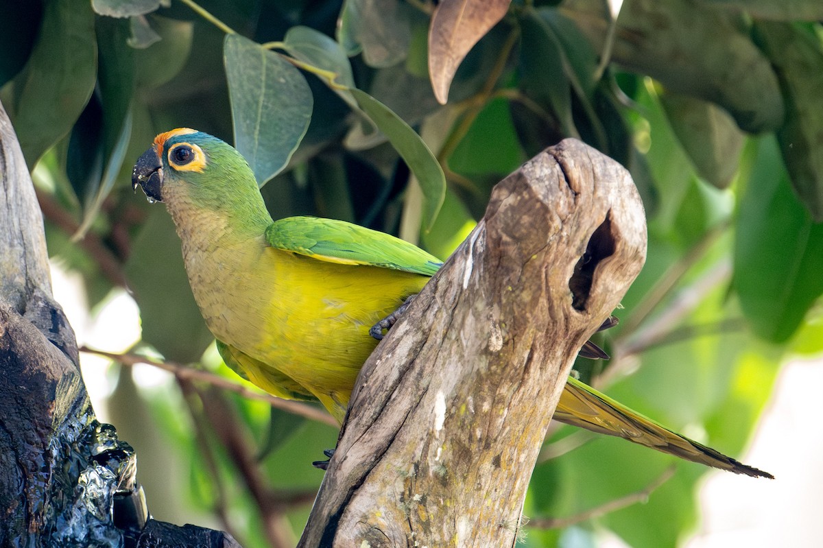 Peach-fronted Parakeet - ML608457994