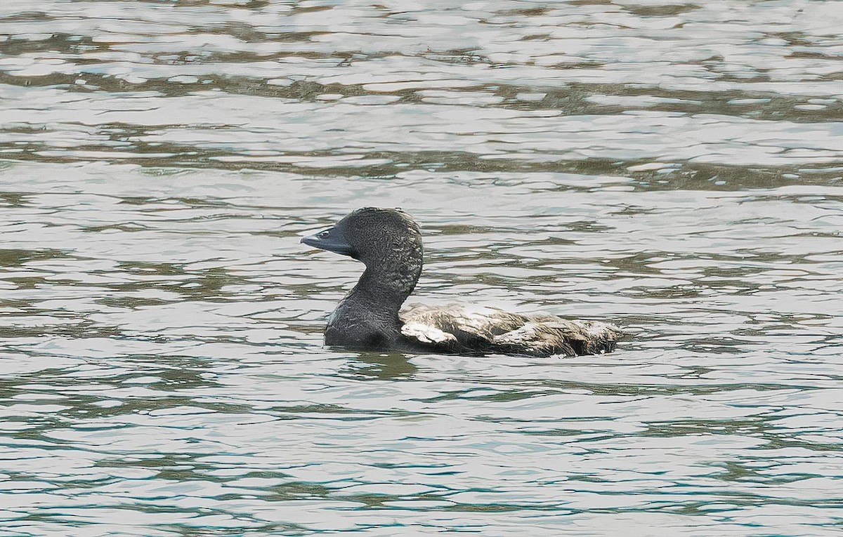 Musk Duck - ML608458021