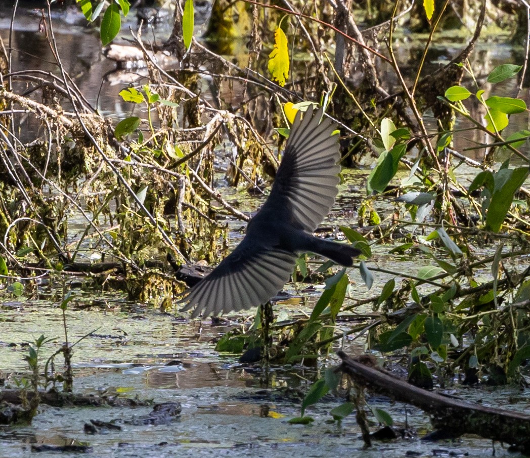 Black Phoebe - ML608458040