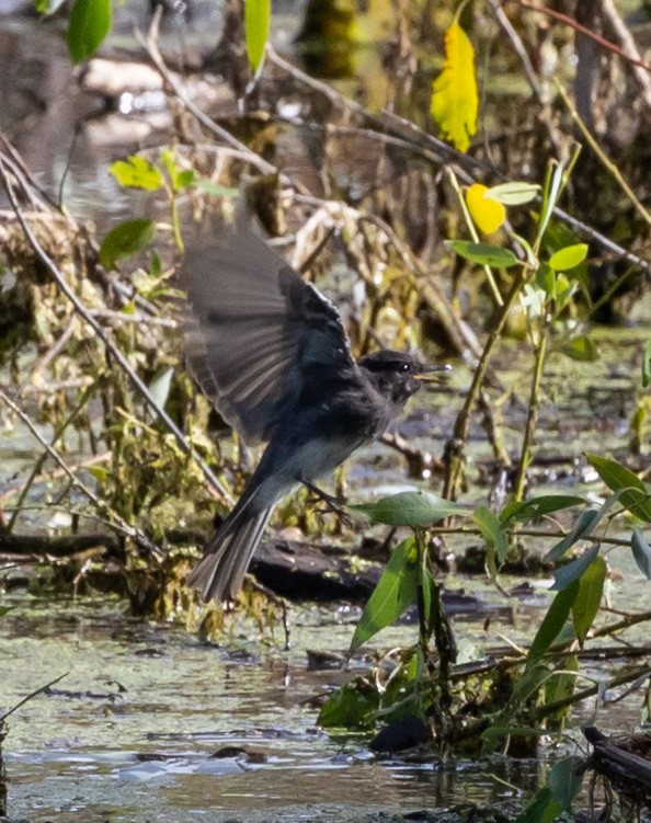 Black Phoebe - ML608458044