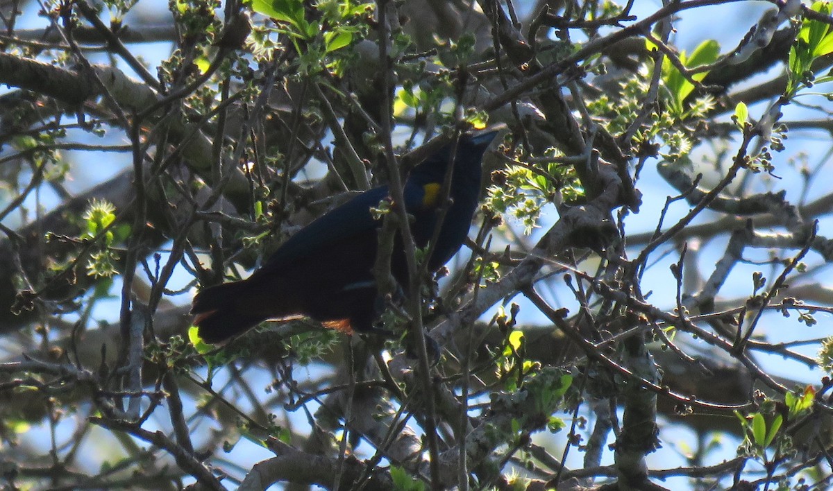 Chestnut-bellied Euphonia - Darío González