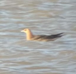 Parasitic Jaeger - ML608458061