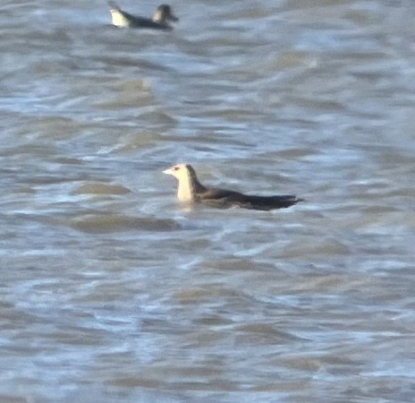 Parasitic Jaeger - Roger Muskat