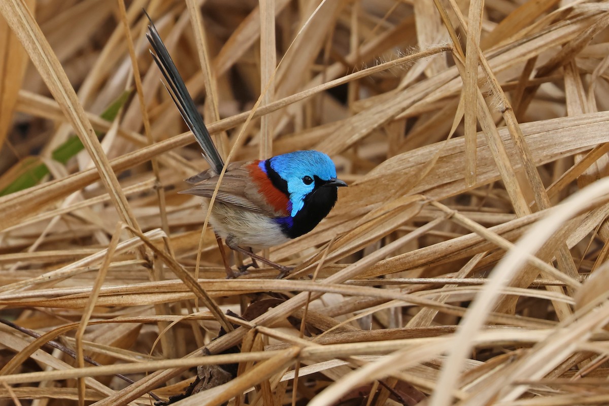 Variegated Fairywren - Stephen Murray