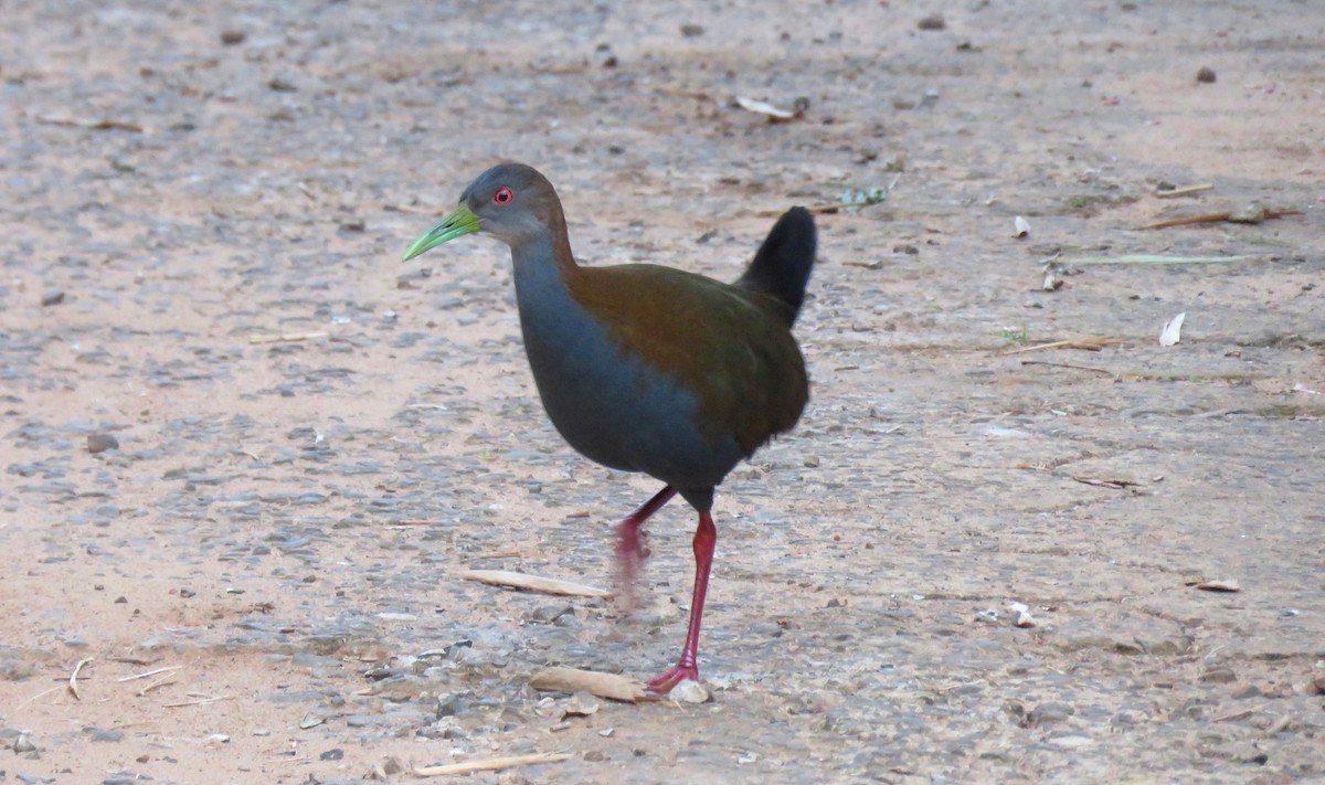 Slaty-breasted Wood-Rail - Darío González