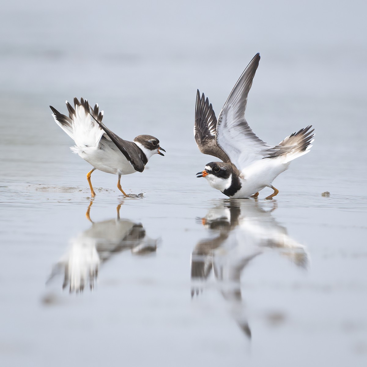 Semipalmated Plover - ML608458161