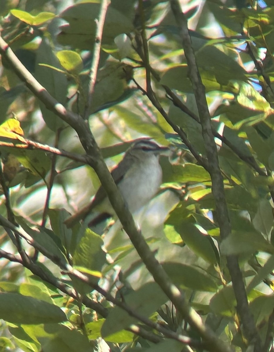 Kızıl Gözlü Vireo - ML608458187