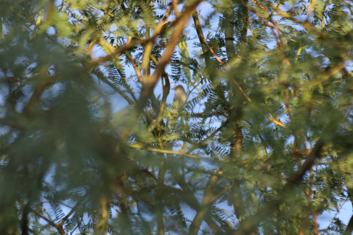 Least Flycatcher - ML608458232