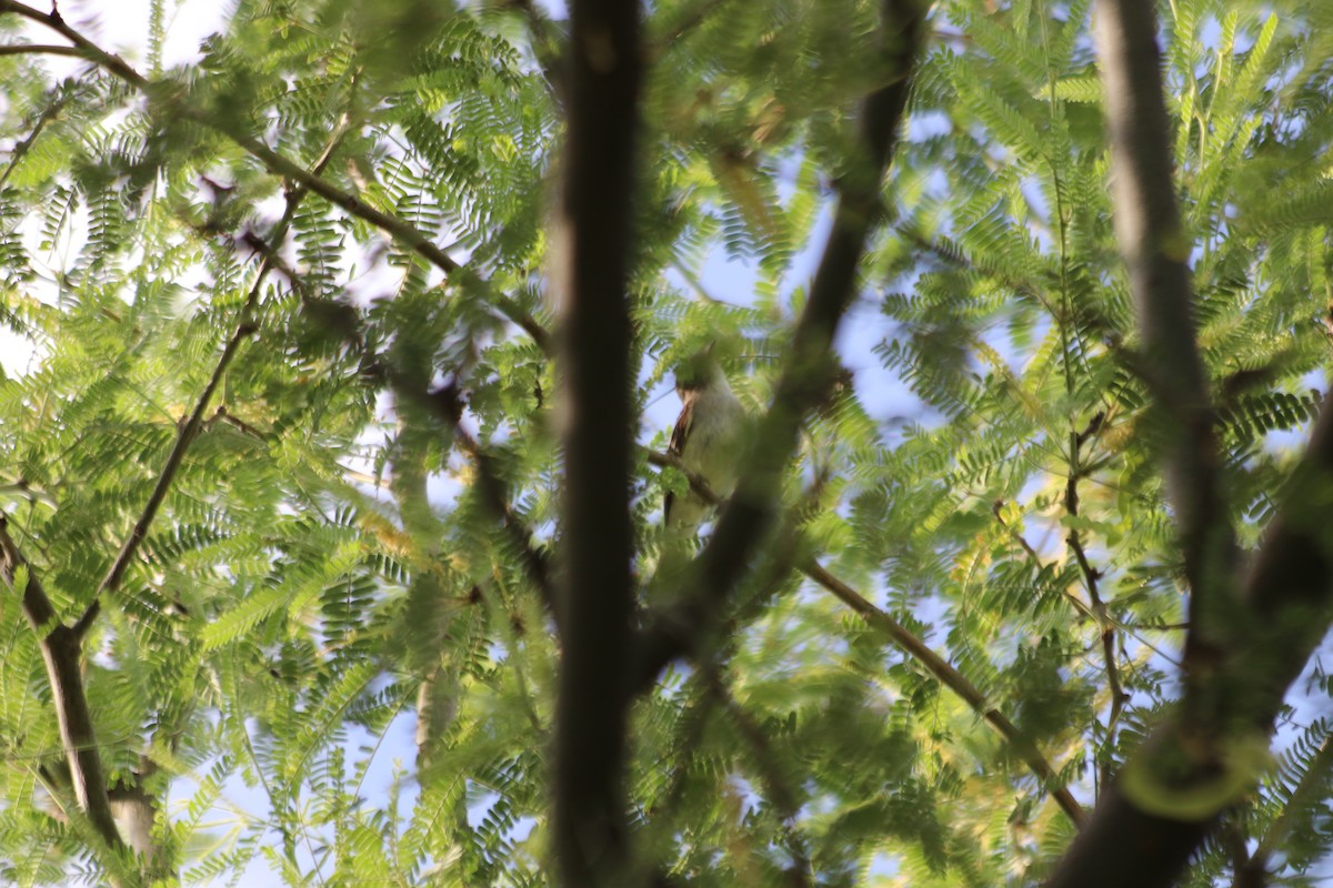 Least Flycatcher - ML608458237