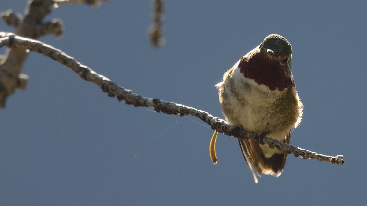 Broad-tailed Hummingbird - Mark Scheel