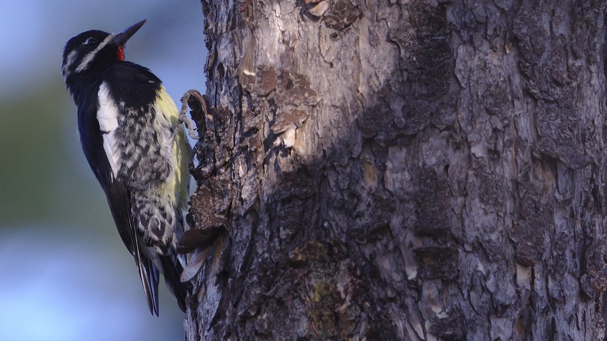 Williamson's Sapsucker - Mark Scheel