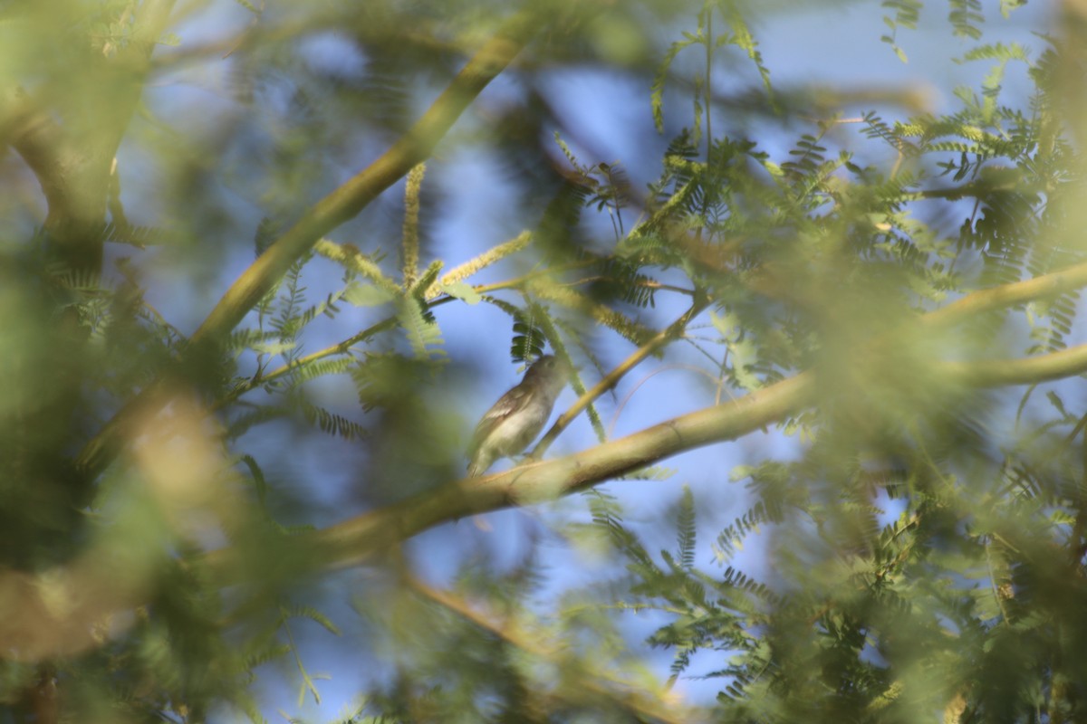 Least Flycatcher - ML608458259