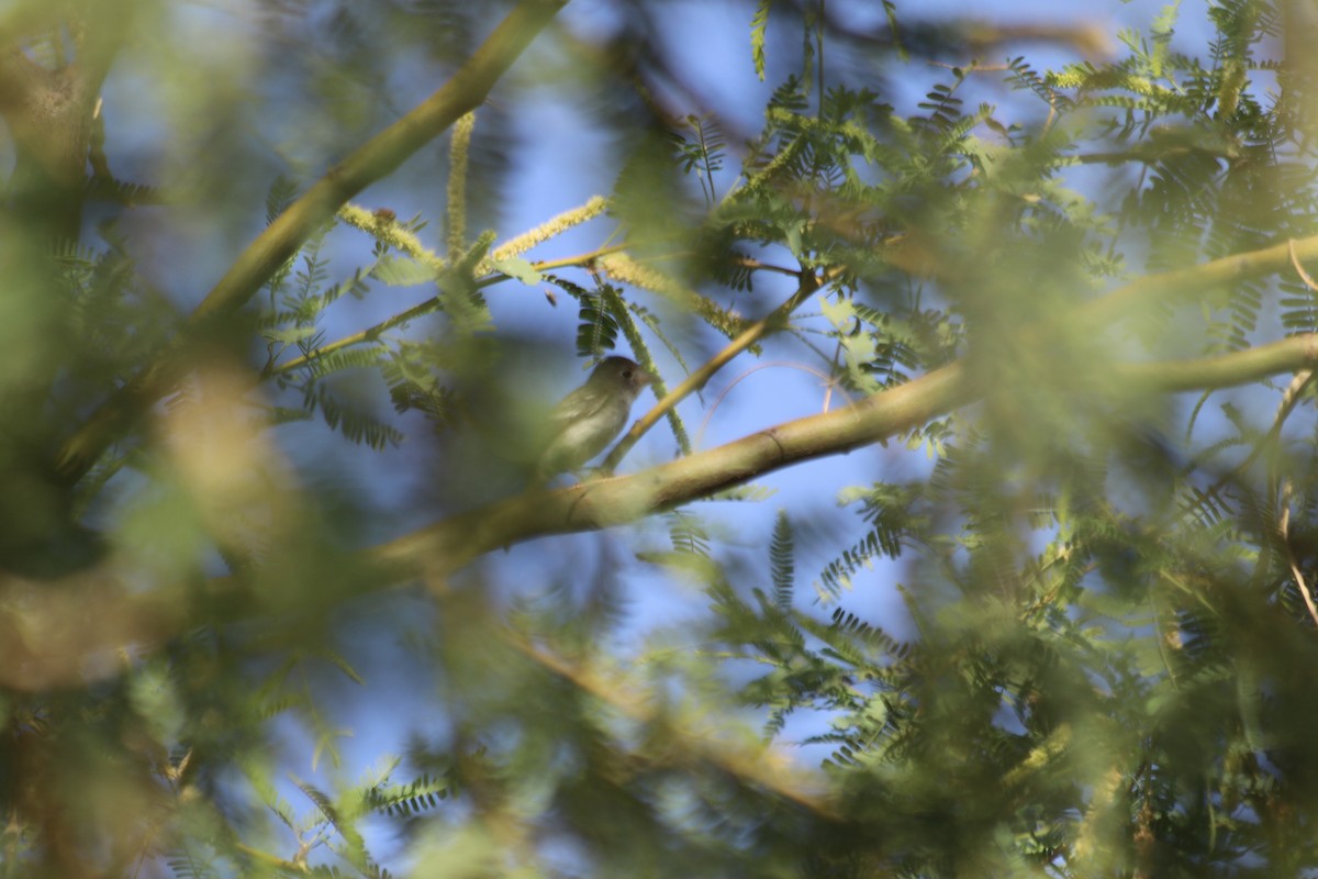 Least Flycatcher - Tyler Loomis