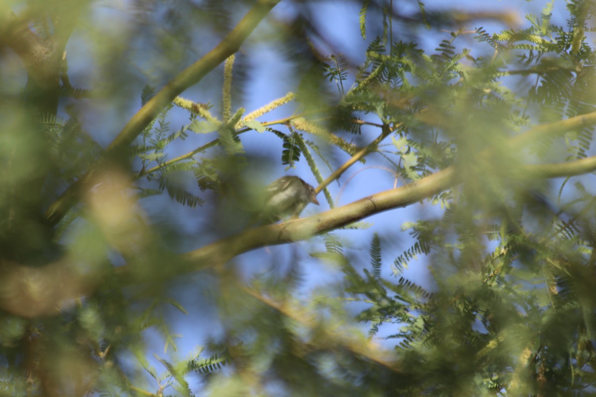 Least Flycatcher - ML608458262
