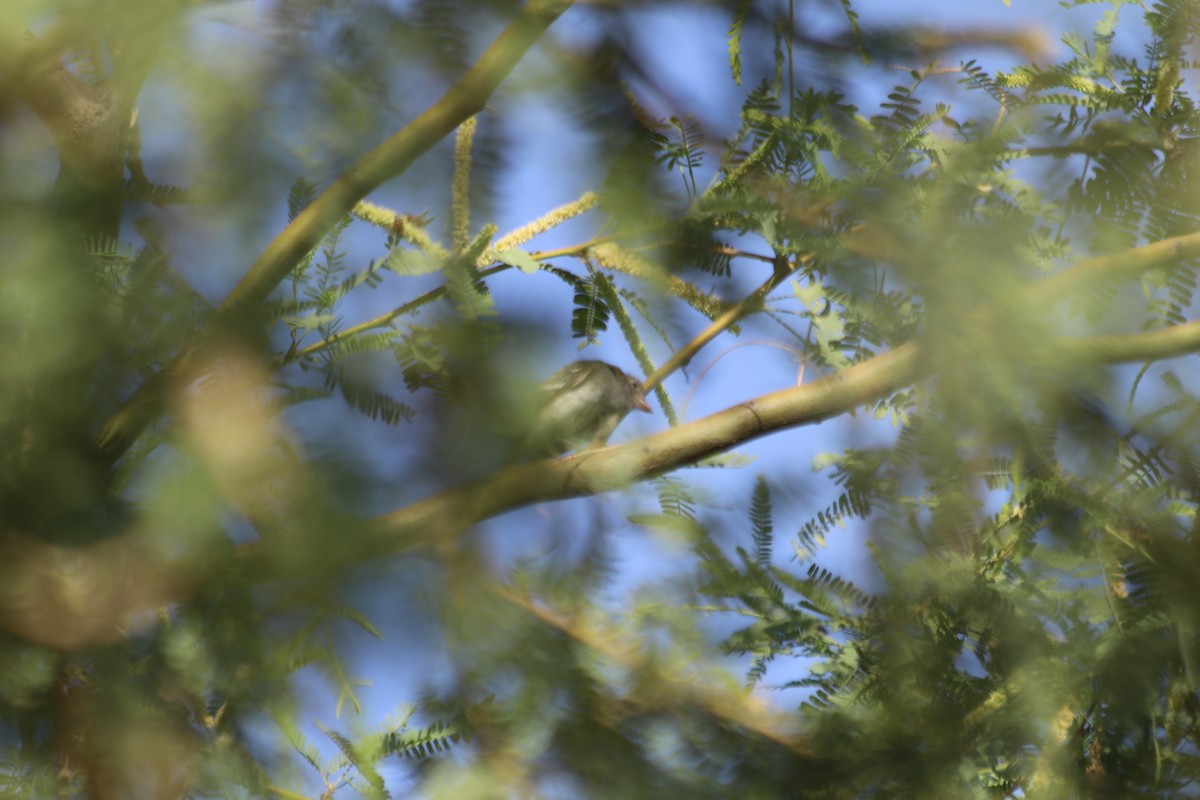 Least Flycatcher - ML608458265