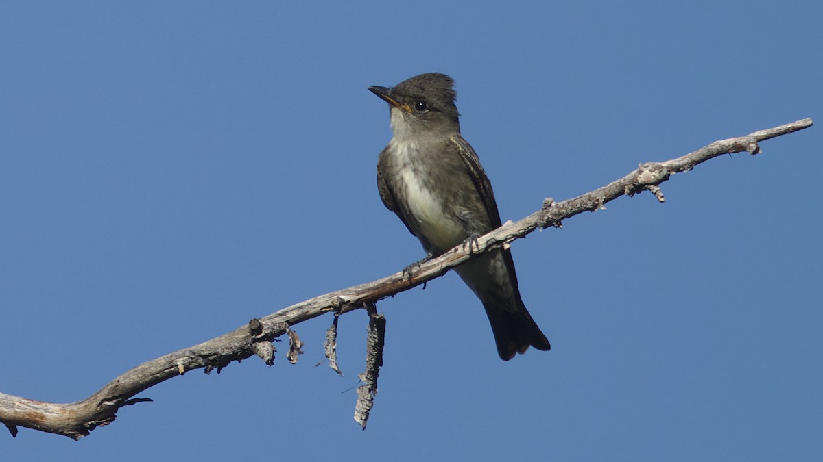 Olive-sided Flycatcher - ML608458268