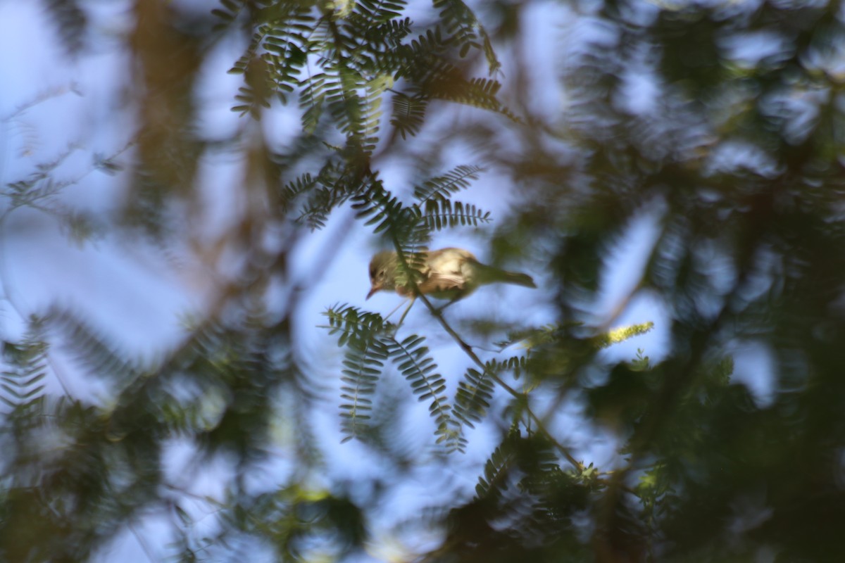 Least Flycatcher - ML608458274